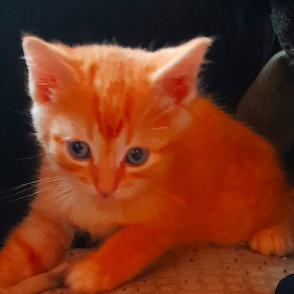 Meet your Posher, Jenna - Picture 1 of 1